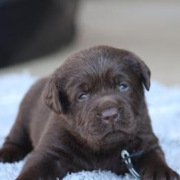 Silver collar - Chocolate male Labrador Retriever puppy in Marysville, California from Britt Labradors