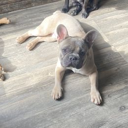 Rhowen - French Bulldog