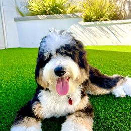 Bear - Bernedoodle