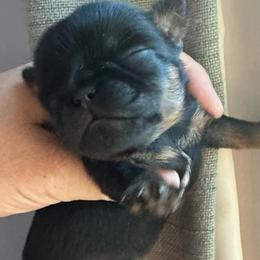 Jelly Bean - Black and tan male Brussels Griffon puppy in Fallbrook, California from Waski