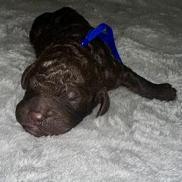 Blue collar - Chocolate male Goldendoodle puppy in Sanderson, Florida from Serenity Goldendoodles