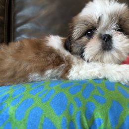 Puppy Boy 1 - Gold and white male Shih Tzu puppy in Strafford, Missouri from Intuition Shih Tzu