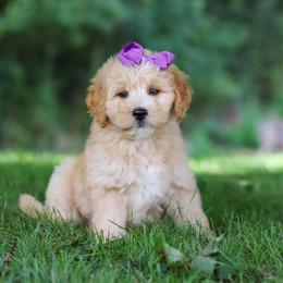 Girl 4 - female Goldendoodle puppy in Applecreek, Ohio from Pleasant Acre Farms