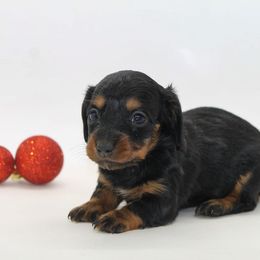 Female 1 - Black and tan female Dachshund puppy in Childress, Texas from Taylor Farms