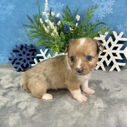 Miracle - Brindle merle and white female American Corgi puppy in Waskom, Texas from Piney Woods Corgis