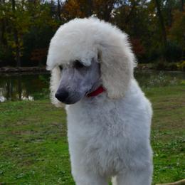 Poodle Puppies from D and D Standard Poodles