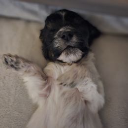 Coton de Tulear Puppies from Jac Be Nimble Cotons