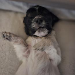 Coton de Tulear Puppies from Jac Be Nimble Cotons