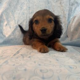 Sable - Sable male Dachshund puppy in Galax, Virginia from Dells  Dachshund’s