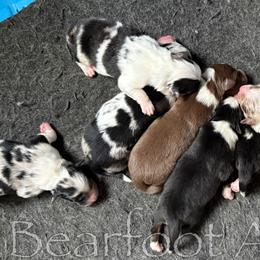 Australian Shepherd puppies from Bearfoot Aussies and Tollers