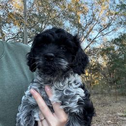 Cupid - Blue roan female Cockapoo puppy in Bronson, Florida from Tabler Family Puppies