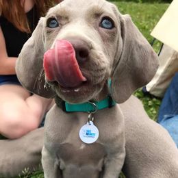 Weimaraner Puppies from Always Faithful Weimaraners