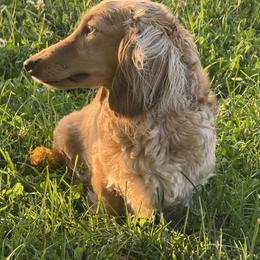 Sedona - Cream female Dachshund puppy in Albany, Wisconsin from Deglow’s Doxies