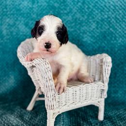 Kalispel (Kali) - White and black female Bordoodle puppy in Elizabeth City, North Carolina from Howdy Doodles