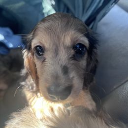 Freckles - Cream female Dachshund puppy in Visalia, California from Paradachs Kennels