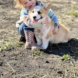 Pembroke Welsh Corgi Puppies from Hills End Corgis