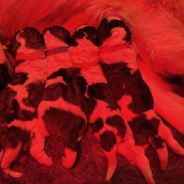 Pyrenean Mastiff Puppies from Bella Dulce
