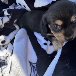 Cranberry - Cream female Dachshund puppy in Perry, Florida from EntityDachs