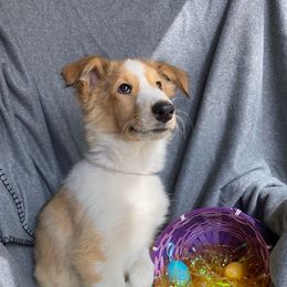 Girl 2 (Pink) - Sable and white Collie puppy in Citra, Florida from Faith Rough Collie’s