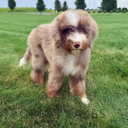 Carry - Chocolate merle male Bernedoodle puppy in Baroda, Michigan from Great Lakes Bernedoodles