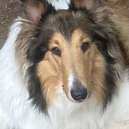 Caramel - Sable and white female Collie puppy in Raton, New Mexico from Lovely Heart Collies