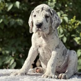 Stella - Merle female Great Dane puppy in Beulah, Michigan from Northwood Euro Danes and Bassets