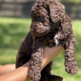 Bernedoodle Puppies from Creekside Doodles