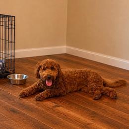 Roux (GUARDIAN HOME ONLY) - Red  female Goldendoodle puppy in Covington, Louisiana from MyKy Puppies