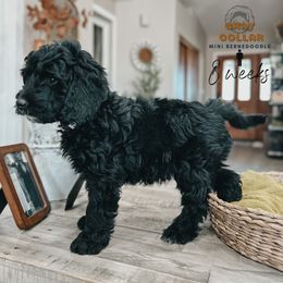 Bernedoodle, Goldendoodle, and Sheepadoodle Puppies from High Desert Doodles