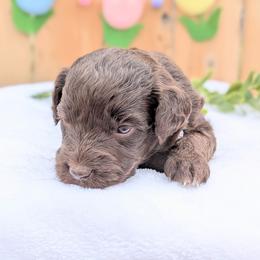 Grey collar - Brown and white male Aussiedoodle puppy in Coulee City, Washington from Mr and Mrs Doodle Farm