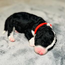 Sequoia- Female Reservation 8 - Black and white female Sheepadoodle puppy in Spokane, Washington from Downriver Doodles