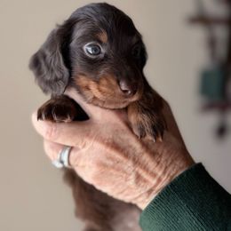 Charlie - Chocolate and tan male Dachshund puppy in Skiatook, Oklahoma from Willies Weinies