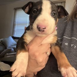 Susie - Black tan and white female Bull Terrier puppy in Jasper, Indiana from Beautiful Bullies