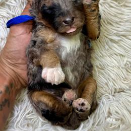 Blue collar boy - Blue merle male Bernedoodle puppy in Crete, Illinois from Plum Valley Pups