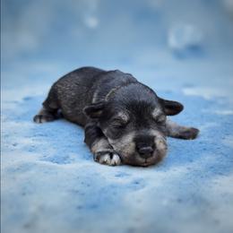 Salt-Pepper Male - Salt and pepper male Miniature Schnauzer puppy in Houston, Texas from Haughton Farm