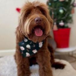 Grizzy - Goldendoodle