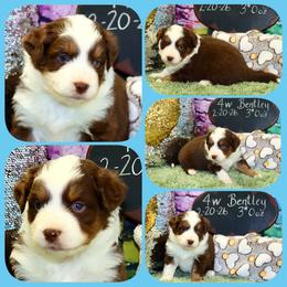 Bentley - Red tri male Toy Australian Shepherd puppy in Levelland, Texas from Once Upon a Time Aussies