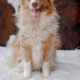 Starla - Toy Australian Shepherd
