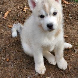 Nutmeg (purple) - Gray and white female Siberian Husky puppy in Elk River, Minnesota from Naturez Siberians