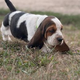 Boy 7 - Black brown and white male Basset Hound puppy in Conway, Missouri from Ozark Mountain Kennel