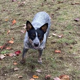 Ripply - Australian Cattle Dog
