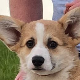 Pembroke Welsh Corgis from Pluperfect