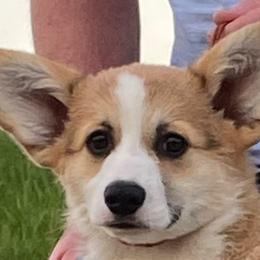 Pembroke Welsh Corgis from Pluperfect