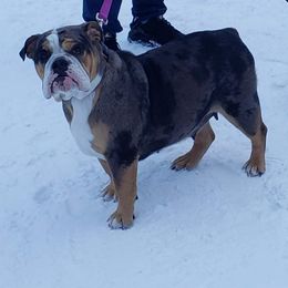 Bulldogs and French Bulldogs from West Coast Frenchie’s and English bulldogs