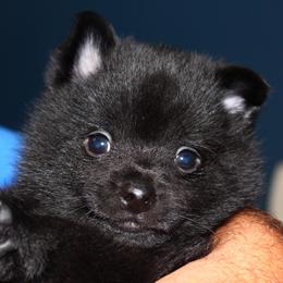 Sailor - Black male Schipperke puppy in Grants Pass, Oregon from Walking Hart Schipperkes