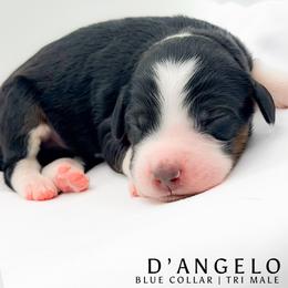 D'Angelo - male Australian Mountain Doodle puppy in Tipton, Indiana from Country Creek Doodles