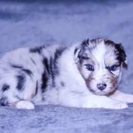 Jersey - Blue merle female Australian Shepherd puppy in Easton, Missouri from MMA Kennel