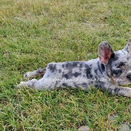 Boston Terrier and French Bulldog Puppies from Freedom Bostons