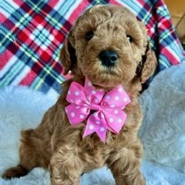 Goldendoodle Puppies from Loving Doodles