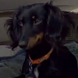 DARCY - Dachshund
